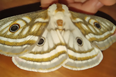 Heniocha flavida